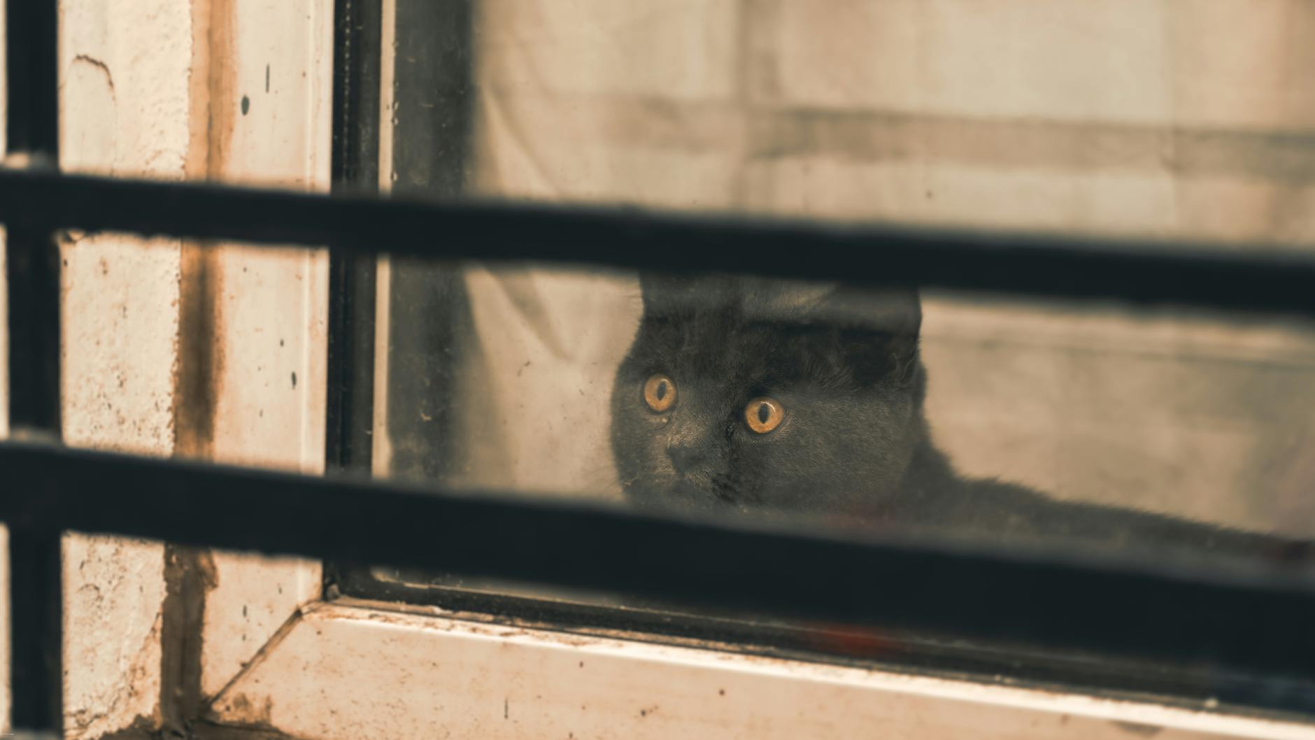 The Chickens (and Cats) Come Home to Roost: Older Women Are Finally Admitting the Career-First Life Wasn't the Whole Story