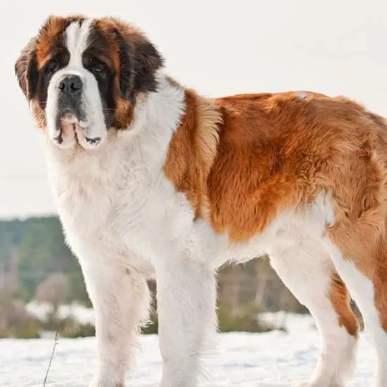 Bernard