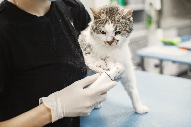 Fluffy's ER Bill Just Ate Your Retirement: The True Cost of Choosing Cats Over Kids