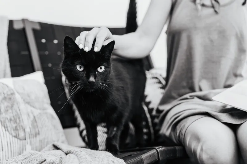 The 3 A.M. Question Nobody Helps You Answer: Who Gets the Cats?