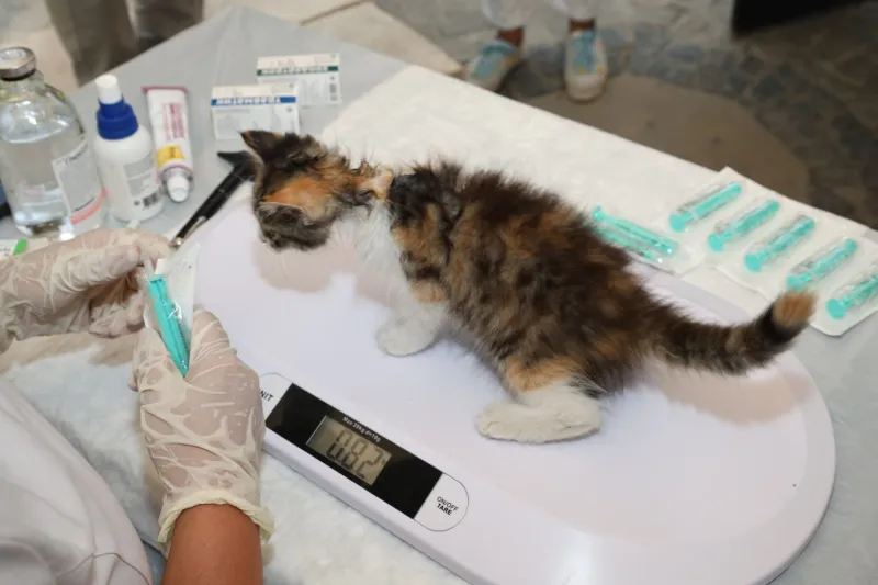 Whiskers Has a Longitudinal Health Study. You Have a Shoebox of EOBs.